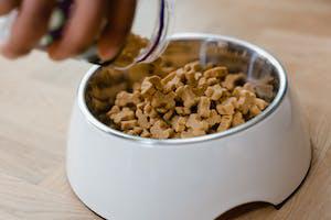 Best food for sales lhasa apso